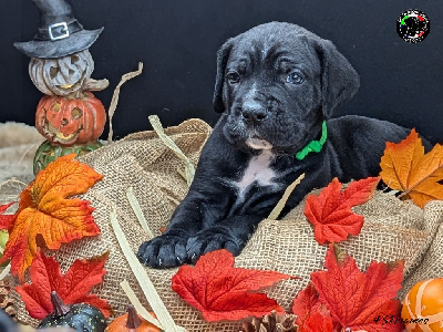 Les chiots de Cane Corso