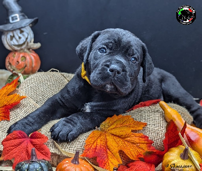 Les chiots de Cane Corso