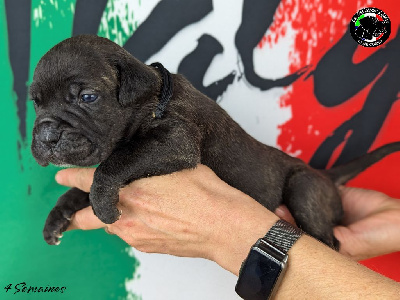 Collier noir - Cane Corso