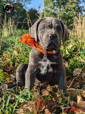 Les chiots de Cane Corso