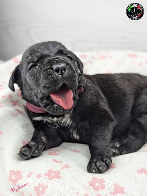 Les chiots de Cane Corso