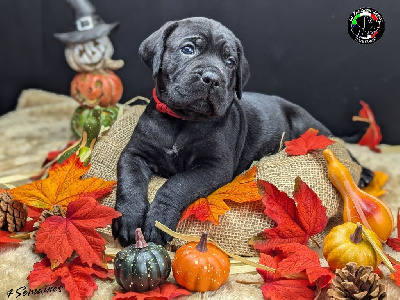 Les chiots de Cane Corso