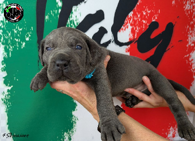 Collier bleu ciel - Cane Corso