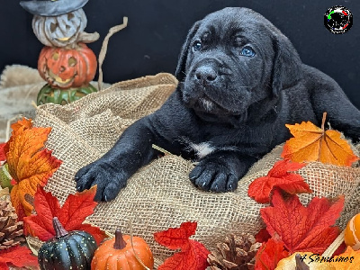 Les chiots de Cane Corso