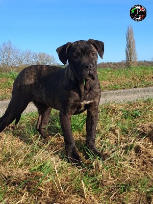 Les chiots de Cane Corso