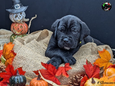 Les chiots de Cane Corso