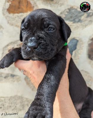 Les chiots de Cane Corso