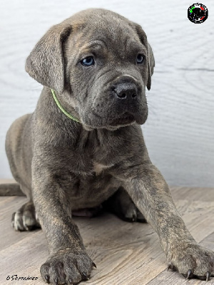 Les chiots de Cane Corso