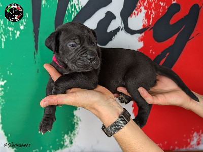 Collier Rose Fluo - Cane Corso