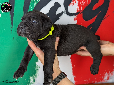 Collier Jaune Fluo - Cane Corso