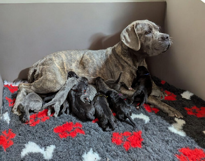 Les chiots de Cane Corso