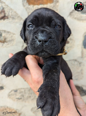 Les chiots de Cane Corso