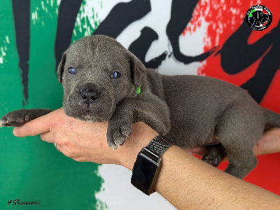 Collier Vert Fluo - Cane Corso