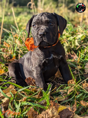 Les chiots de Cane Corso