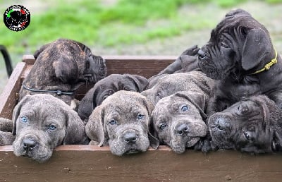 Les chiots de Cane Corso