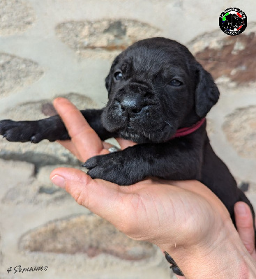 Les chiots de Cane Corso