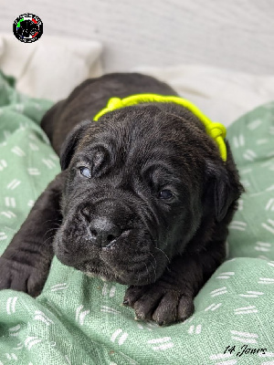 Les chiots de Cane Corso