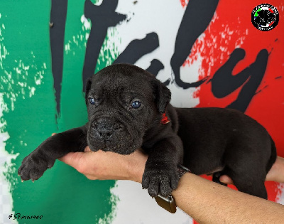 Collier rouge - Cane Corso