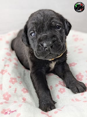 Les chiots de Cane Corso