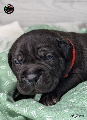 Les chiots de Cane Corso