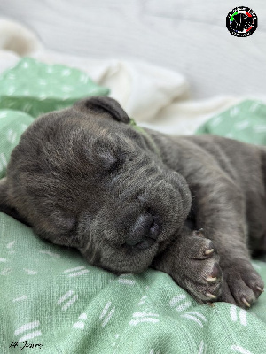 Les chiots de Cane Corso