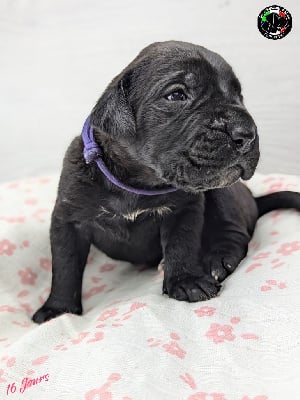 Les chiots de Cane Corso