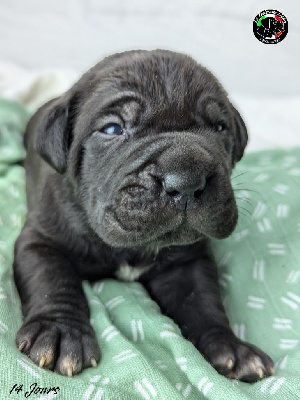 Les chiots de Cane Corso