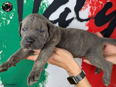 Collier guacamole - Cane Corso