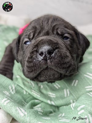 Les chiots de Cane Corso