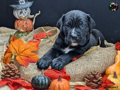 Les chiots de Cane Corso