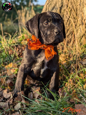 Les chiots de Cane Corso