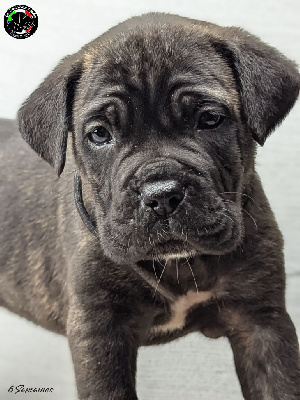 Les chiots de Cane Corso