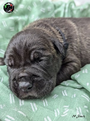 Les chiots de Cane Corso