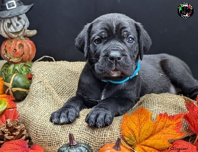 Les chiots de Cane Corso