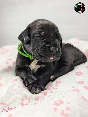 Les chiots de Cane Corso