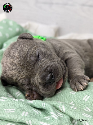 Les chiots de Cane Corso