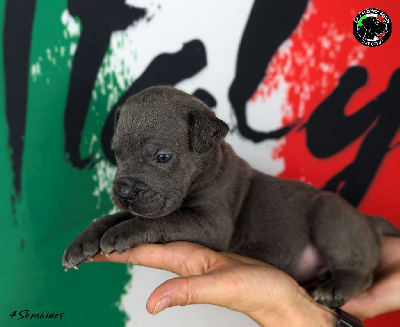 Collier Mauve - Cane Corso