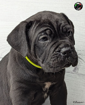 Les chiots de Cane Corso