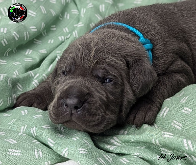 Les chiots de Cane Corso