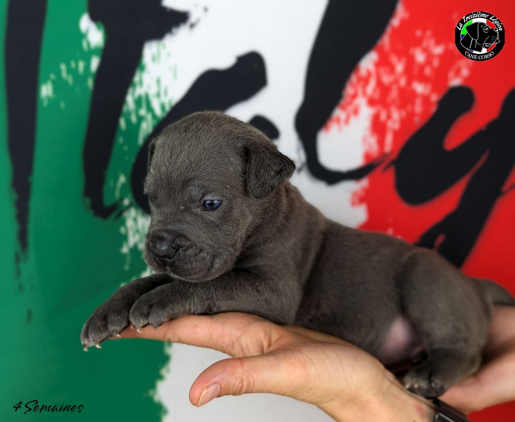 Collier Mauve - Cane Corso