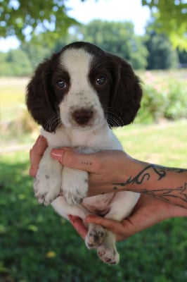 Les chiots de English Springer Spaniel