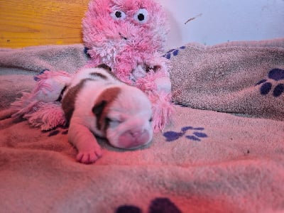 Les chiots de Bulldog Anglais