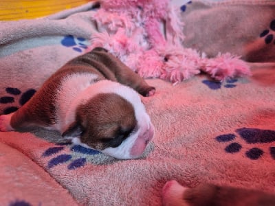 Les chiots de Bulldog Anglais