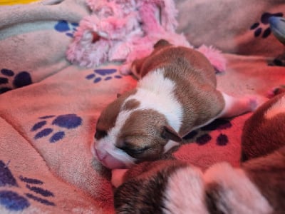 Les chiots de Bulldog Anglais