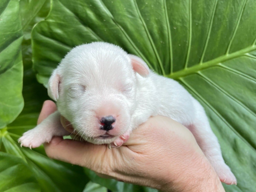 CHIOT 2 - Jack Russell Terrier