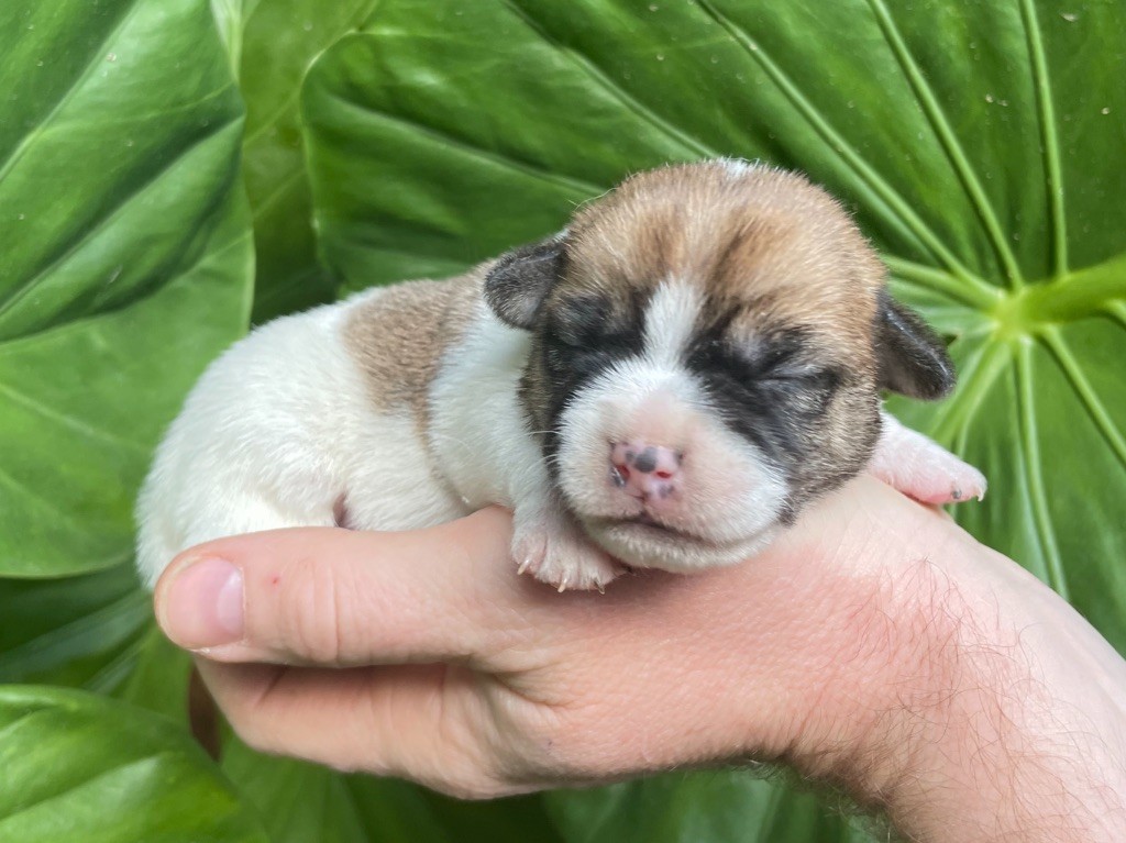 CHIOT 3 - Jack Russell Terrier