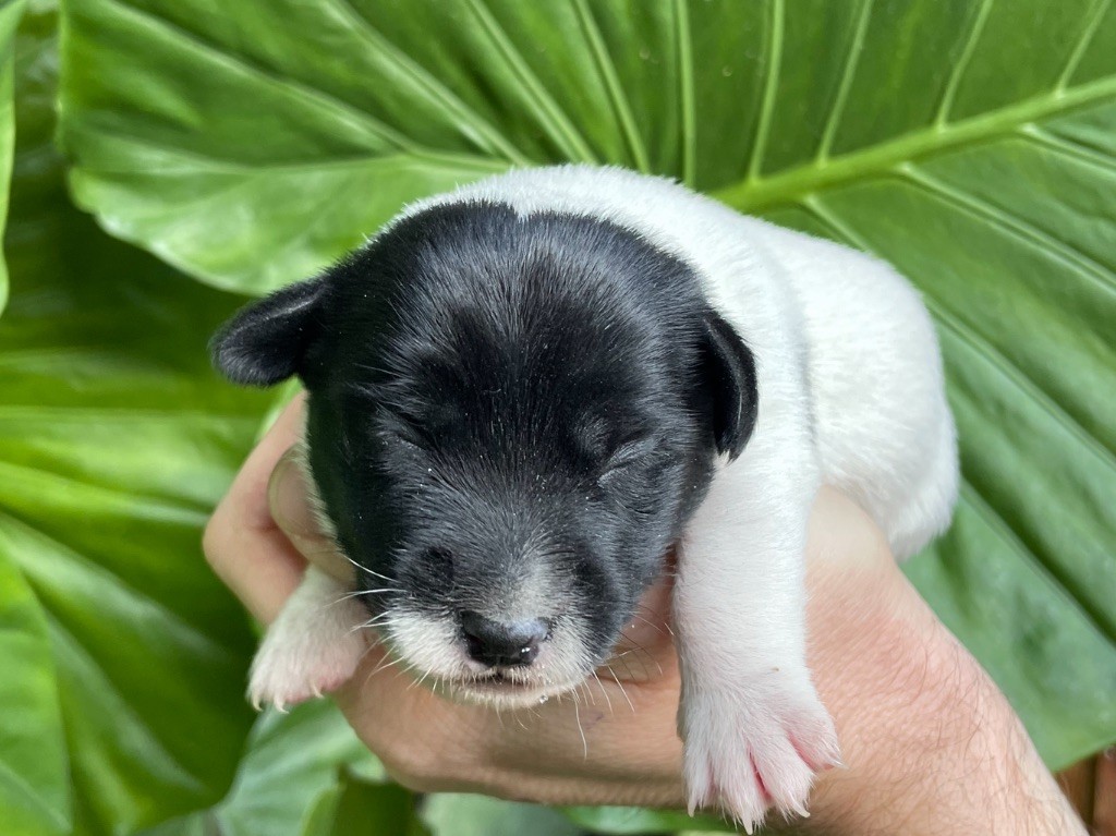 CHIOT 4 - Jack Russell Terrier