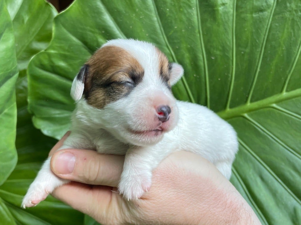 CHIOT 1 - Jack Russell Terrier