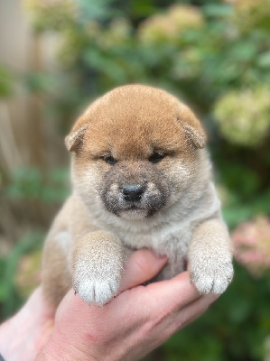 Les chiots de Shiba