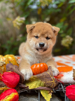 Les chiots de Shiba